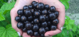 Description of the best varieties of currants for the Moscow region and the subtleties of growing
