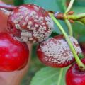 Come elaborare le ciliegie da malattie e parassiti, cosa fare per il trattamento