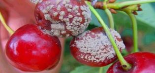How to process cherries from diseases and pests, what to do for treatment