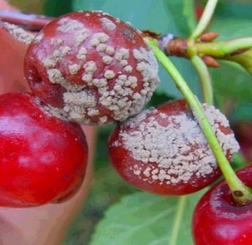 Jak zpracovat třešně z chorob a škůdců, co dělat pro léčbu