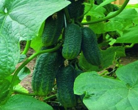 Description of the cucumber variety Perfection itself, its characteristics and care