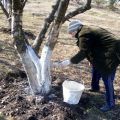 Hvornår og hvad er den bedste måde at hvidvaske æbletræer på - om foråret, sommeren eller efteråret bruger vi kridt og kalk