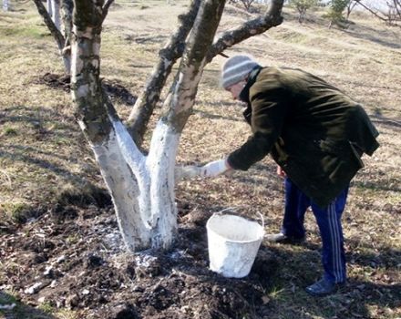 When and what is the best way to whitewash apple trees - in spring, summer or autumn, we use chalk and lime