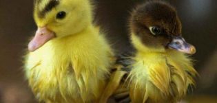 When and at what age ducklings fledge and the fluff changes to a feather, deviations