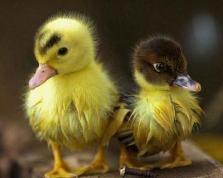 When and at what age ducklings fledge and the fluff changes to a feather, deviations
