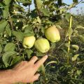 Egenskaber og beskrivelse af æblevariet i Memory of Esaul, frostbestandighed og frugtsmagevurdering