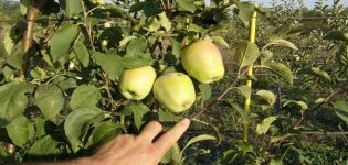 Characteristics and description of the apple variety in Memory of Esaul, frost resistance and fruit tasting assessment