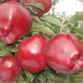 Description and characteristics of Red Chief apples, cultivation and care