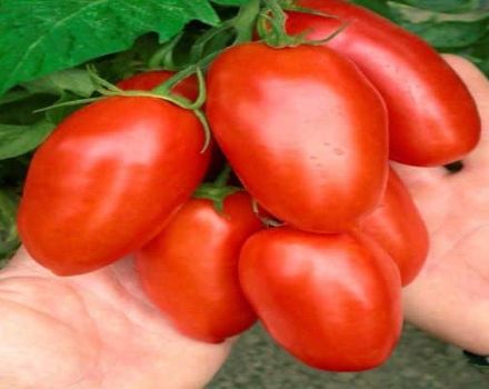 Lielaugļu tomātu šķirnes Maestro f1 apraksts, tās īpašības