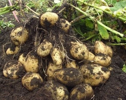 Description des pommes de terre Tuleevsky, plantation et entretien