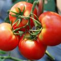 Vologda bölgesi için en iyi domates çeşitleri