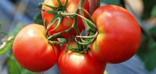 Vologdan alueen parhaat tomaattilajikkeet