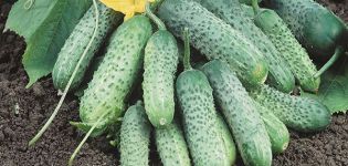 „Pasalimo“ agurkų veislės aprašymas, jo savybės ir derlius
