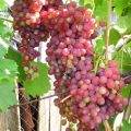 Descripción y características de las uvas de frutas Luchisty Kishmish, términos de maduración.