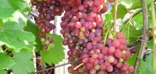 Descrizione e caratteristiche delle uve da frutto Luchisty Kishmish, termini di maturazione