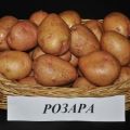תיאור זני תפוחי האדמה Rosara, המלצות לגידול וסקירות גננים