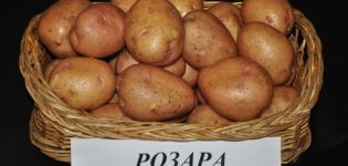 Popis odrůdy brambor Rosara, doporučení pro pěstování a recenze zahradníků