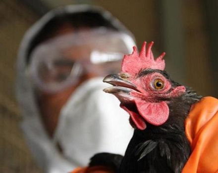 Symptoms and treatment of bird flu in chickens, signs and manifestations