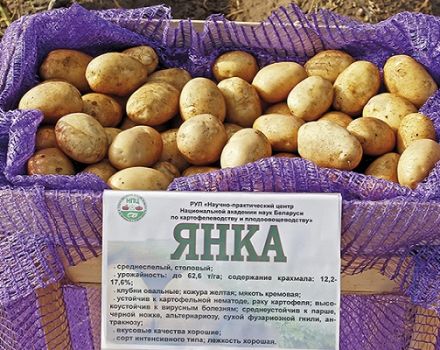 Opis odrody zemiakov Yanka, vlastnosti pestovania a starostlivosti