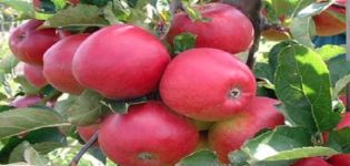 Stulpelio „Zhelannoye“ obuolių veislės aprašymas ir charakteristikos, pasiskirstymo regionai