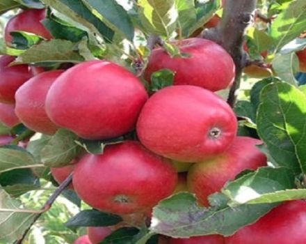 Zhelannoye-pinta-omenalajikkeen kuvaus ja ominaisuudet, viljelmän jakautumisalueet