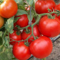 Características y descripción de la variedad de tomate Sunrise, su rendimiento.