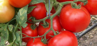 Characteristics and description of the Sunrise tomato variety, its yield
