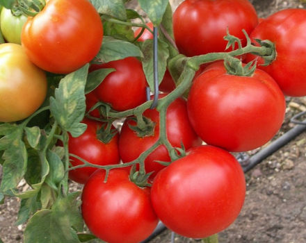 מאפיינים ותיאור של זרעי העגבניות סאנרייז, התשואה שלו