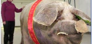 Quanto pesano i maiali più grandi del mondo, rappresentanti del Guinness dei primati