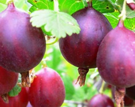 TOP 20 bedste stikkelsbærsorter til Sibirien og Ural med en beskrivelse