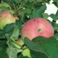 A Spartak almafajta leírása és jellemzői, ültetési és termesztési tulajdonságai