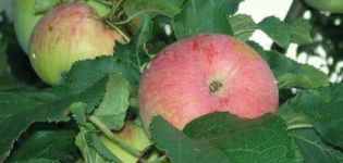 Popis a charakteristika odrůdy jablek Spartak, výsadba a pěstování