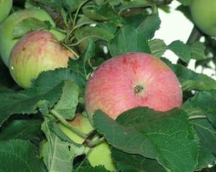 Spartak elma çeşidinin tanımı ve özellikleri, dikim ve yetiştirme özellikleri