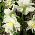 Narsissin Erlichir-lajikkeen kuvaus ja ominaisuudet, istutus ja hoito
