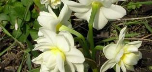 Narcizo veislės „Erlichir“ aprašymas ir ypatybės, sodinimas ir priežiūra