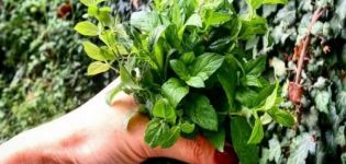 Features of growing and caring for forest mint