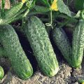 De beste variëteiten komkommers voor open grond in de Oeral en teeltregels