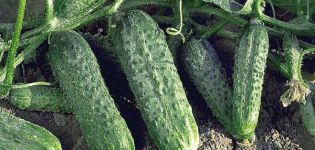 Geriausios agurkų veislės atvirame žemės plote Uraluose ir auginimo taisyklės