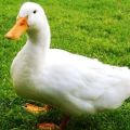 Descripción y características de los patos, ritmo de cría, reglas de reproducción y dieta.