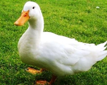 Опис и карактеристике ритма узгоја патки, правила узгоја и исхране
