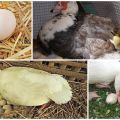 Hint ördeklerinin yumurtlamaya başladığı yaş, günde ve yılda kaç yumurta üretildiği