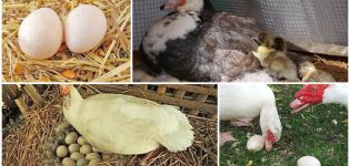 Vek, keď kačice Indo začínajú znášať, koľko vajíčok sa produkuje za deň a rok