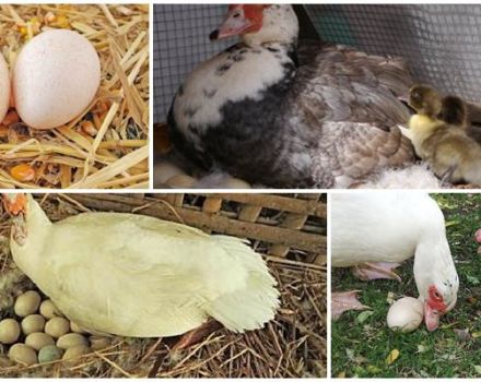 Age when Indo-Ducks begin to lay, how many eggs they give per day and year