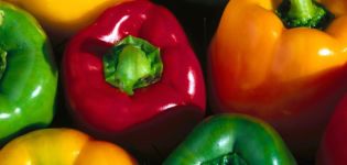 Valg af sorter af sød peber: kirsebær, bulgarsk, dominator og andre