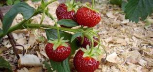 Wann und wie man Erdbeeren richtig mulcht, desto besser