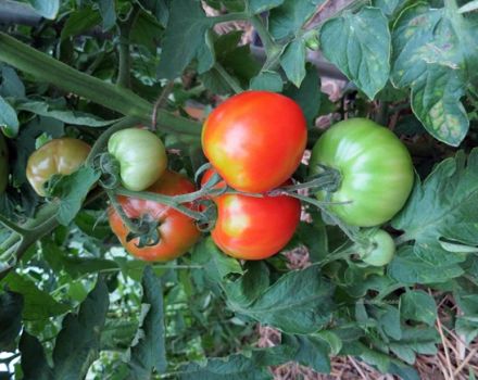 Características y descripción de la variedad de tomate Moskvich, su rendimiento.