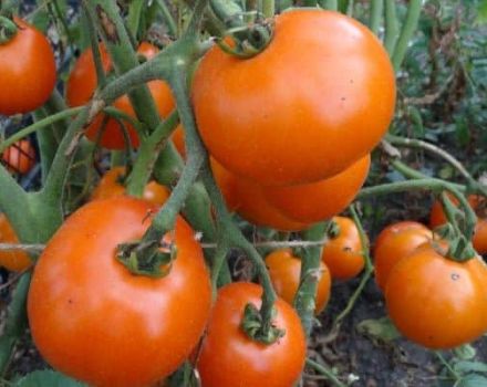 Opis odrody paradajok odrody Tsarskaya a jej vlastnosti
