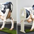 Wie man Kühe am besten besamt und zu Hause eine Methode wählt