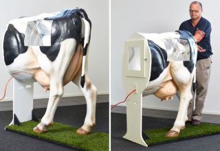 Kako najbolje oploditi krave i odabrati metodu kod kuće