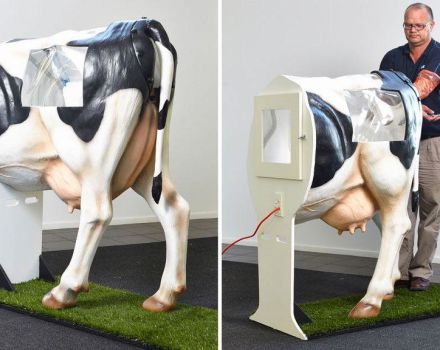 La mejor manera de inseminar vacas y elegir un método en casa.